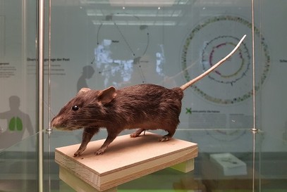 Präparierte Ratte